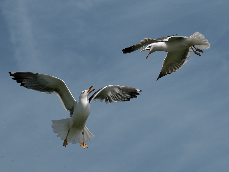 989 - FIGHTING GULLS - COLLIER TONY - united kingdom.jpg